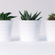 Haworthia and Haworthiopsis (Zebra Cactus) Guide | OurHouseplants