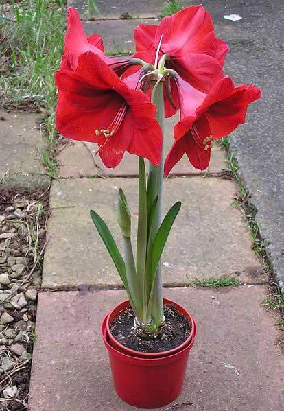 Amaryllis (Hippeastrum) Guide | Our House Plants