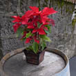 Poinsettia (Euphorbia Pulcherrima) Guide | Our House Plants