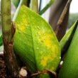 ZZ Plant (Zamioculcas Zamiifolia): Care Guide - OurHouseplants