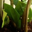 ZZ Plant (Zamioculcas Zamiifolia): Care, Plant Profile and Growing