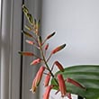 Aloe with fully open flowers