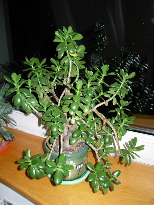 Plant / Jade Plant (Crassula ovata) Our House Plants
