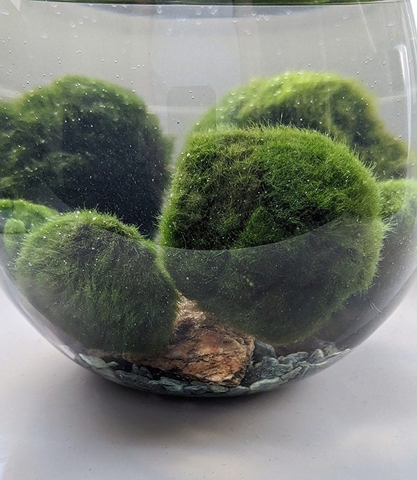 Marimo Moss Ball with Glass Jar - Liqui-Dirt