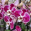 Moth Orchid (Phalaenopsis): Info, Care Tips and Problem Guide | Our ...