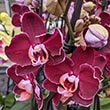 Moth Orchid (Phalaenopsis): Info, Care Tips and Problem Guide | Our ...