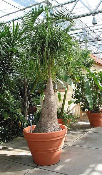 is ponytail palm toxic to dogs