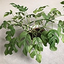 Mini Monstera growing in a hanging basket - Photo by Jule.Kat