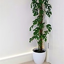 A two year old mature rhaphidophora tetrasperma