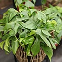 Young plant in a raised planter with legs