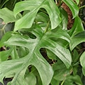 As the plant matures the leaves often get bigger with more fenestrations
