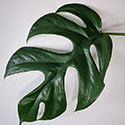Leaves tend to have fairly uniform fenestration placement, this repetition adds to the elegant nature of the plant