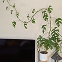 Mini Monstera trailing up a wall