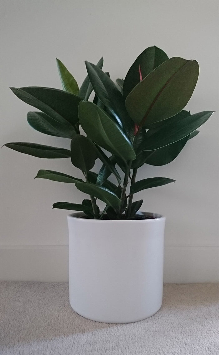 How much light does a rubber plant need information