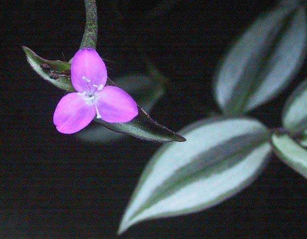 Wandering Jew Plant Inch Plant Tradescantia Zebrina Zebrina 