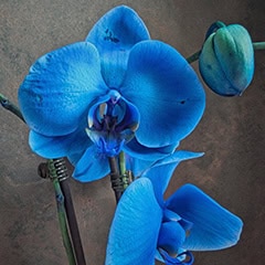 Blue Moth Orchid Flowers