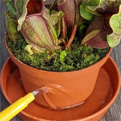 Watering houseplant from the bottom tray