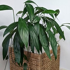 Epipremnum amplissimum Pothos