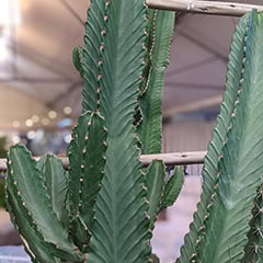 Euphorbia Ingens Candelabra Tree or Chocolate Drop Cactus