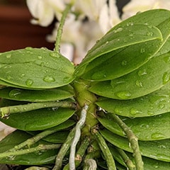 Watering an Orchid Plant