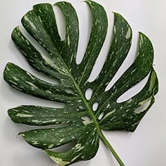 Monstera Thai Constellation leaf