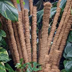 Moss poles surrounded by houseplants