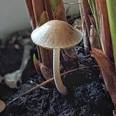 Mushrooms in Potted Plant Soil