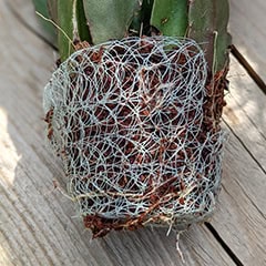 Plant roots surrounded by plastic mesh