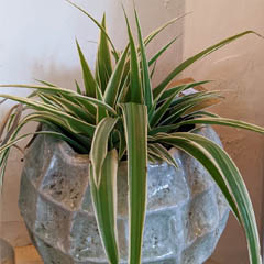 Our House Plants | Houseplant Profiles and Guides