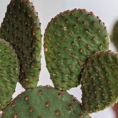 shriveling succulent leaf