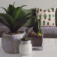 Why Houseplants are Good for your Health