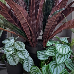 Plants in a windowless dark room