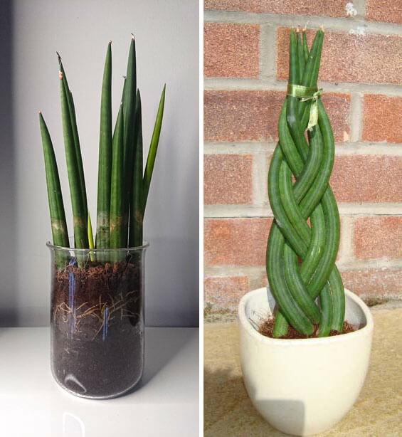 S. cylindrica - Spear Sansevieria