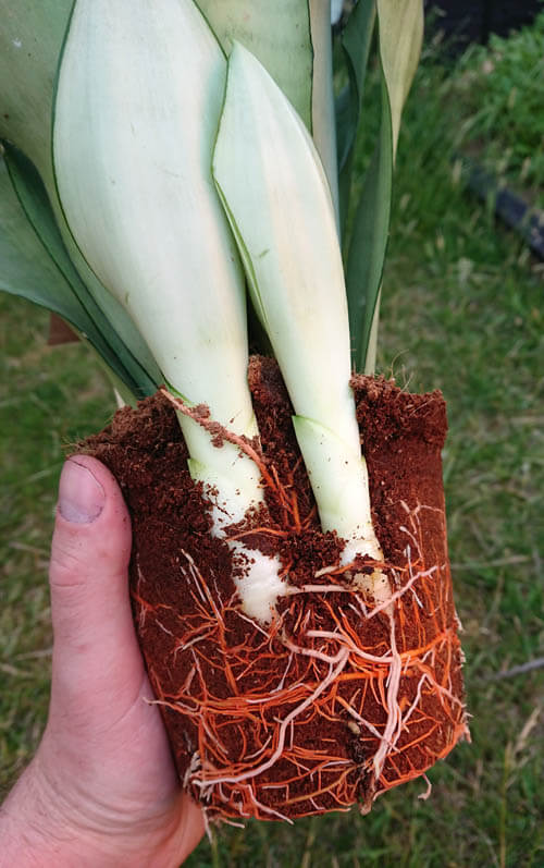 Repotting a Snake Plant