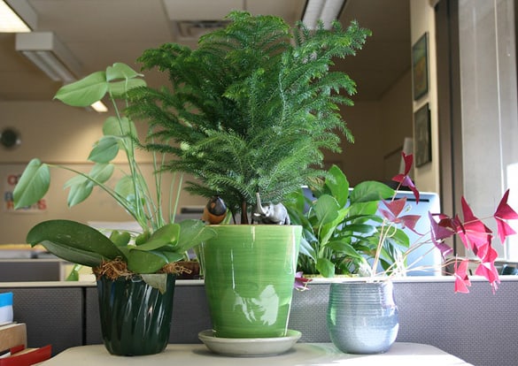 Norfolk Island Palm among a number of other houseplants all growing in an office