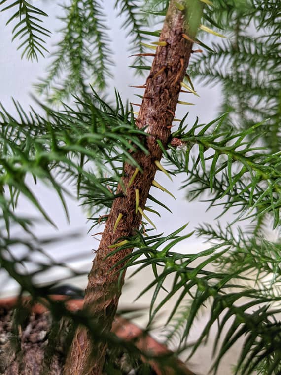 Close up photo of some yellowing Leaves on a Norfolk Pine