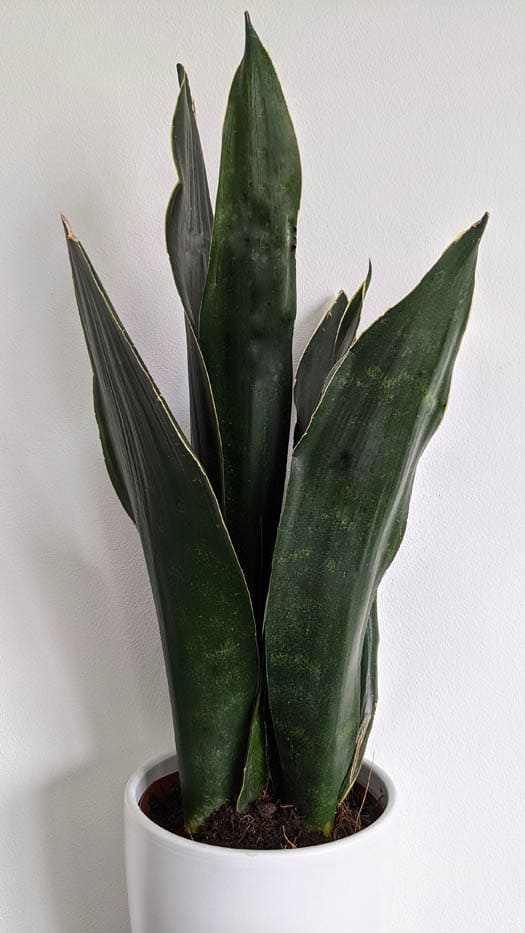 Sansevieria 'Black Diamond'