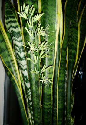 S. trifasciata laurentii i.e. Mother in Law Tongue's in flower