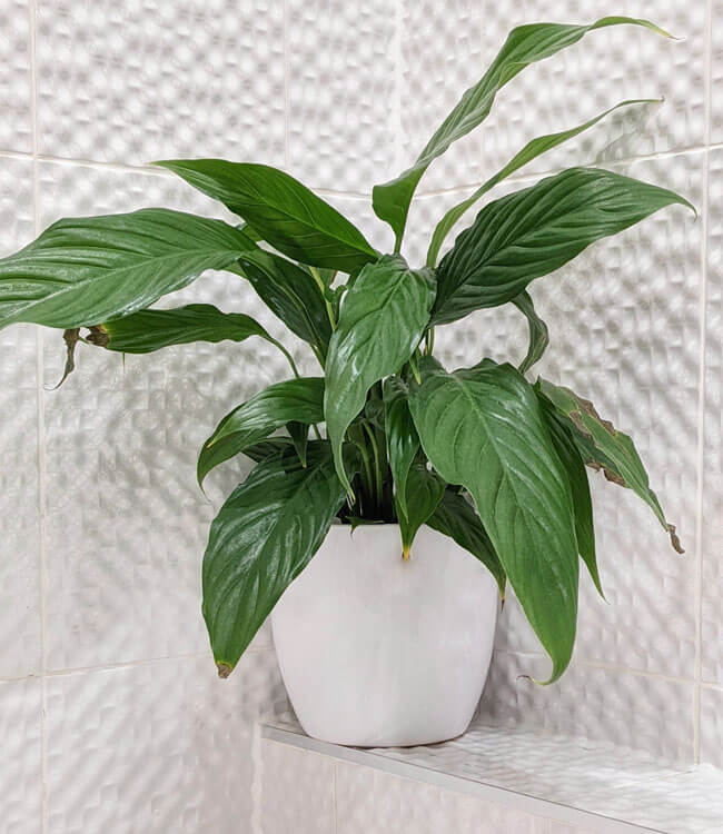 Watered Peace Lily