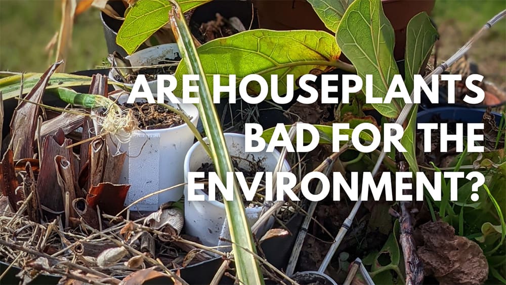 Are Houseplants Bad for the Environment? OurHouseplants