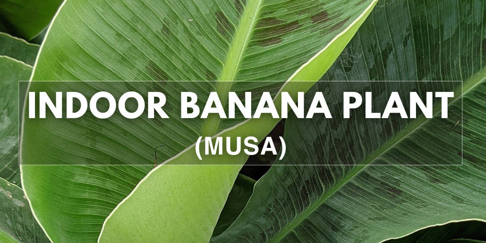 banana tree leaves poisonous