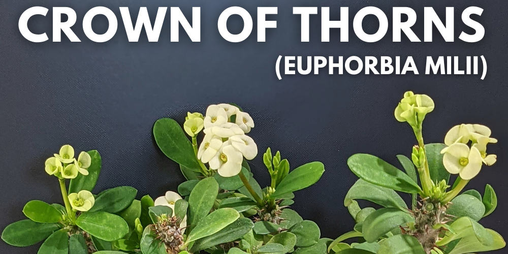 The Crown Of Thorns (Euphorbia milii) Care and Information – Crazy