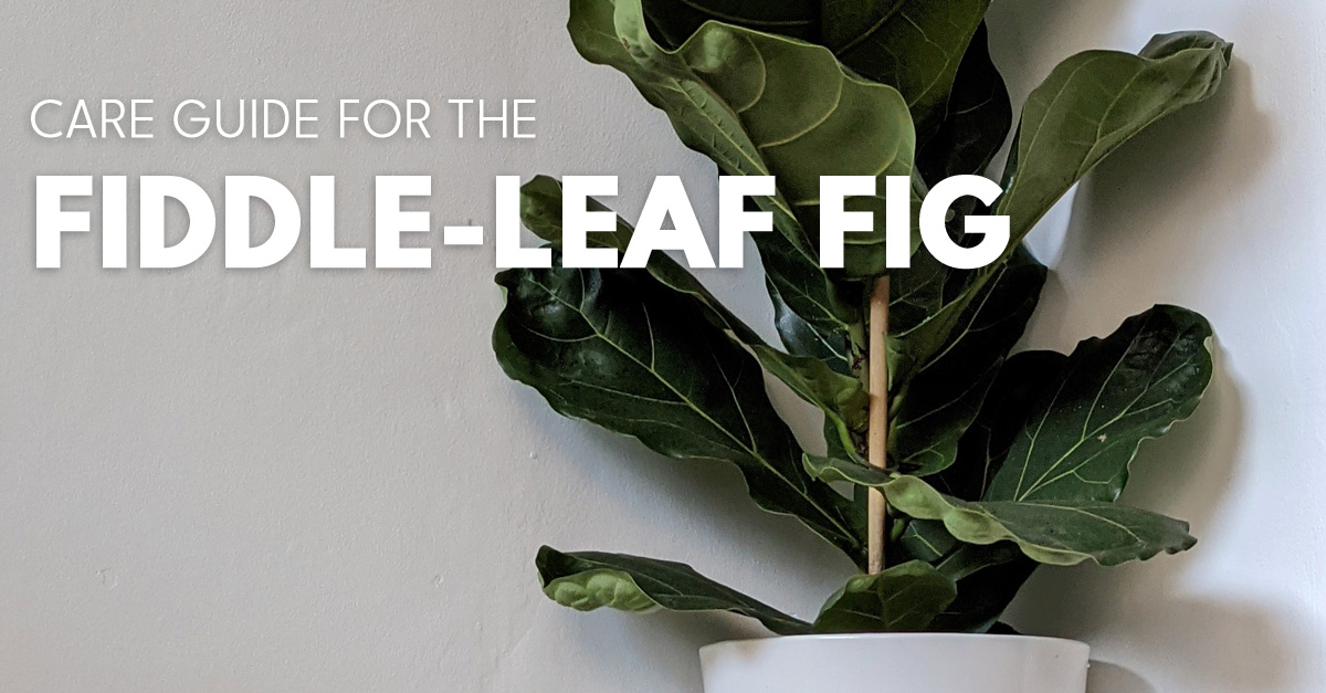 Fiddle-Leaf Fig (Ficus Lyrata) Guide | Our House Plants