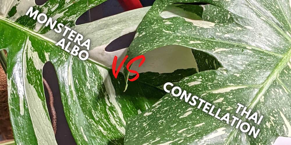 Monstera Albo Vs Thai Constellation OurHouseplants