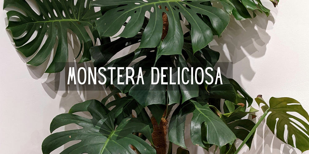 Le Monstera, plante d'intérieur XXL - Hortus Focus I mag
