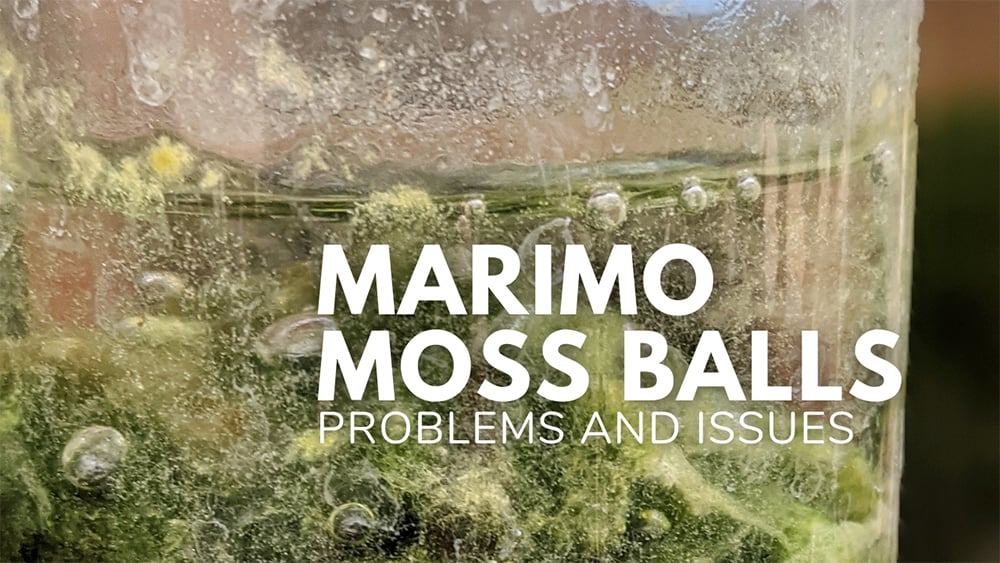 If You Just Bought A Marimo Moss Ball, Kill It With Bleach