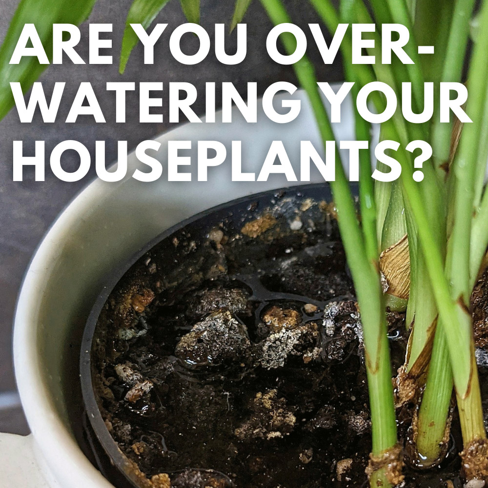 Am I Overwatering My Houseplants And 8 Easy Signs To Look For Our 