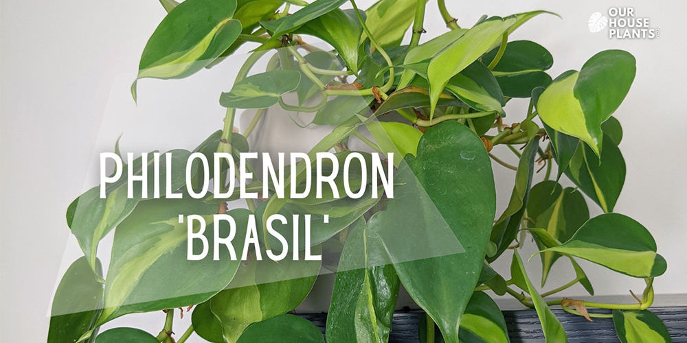 Philodendron hederaceum Brasil: Care and Problem Guide | OurHouseplants