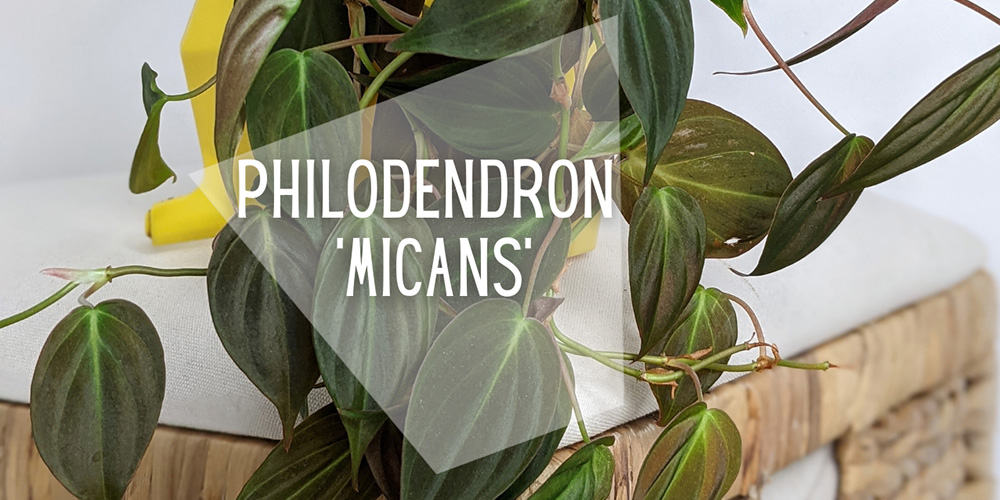 Philodendron Micans The Ultimate Guide To Growing And Caring For This Houseplant Ourhouseplants