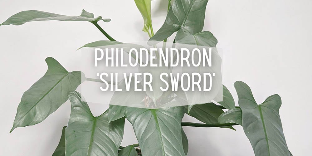 6 Moss Pole Philodendron 'Silver Sword' — Bloom